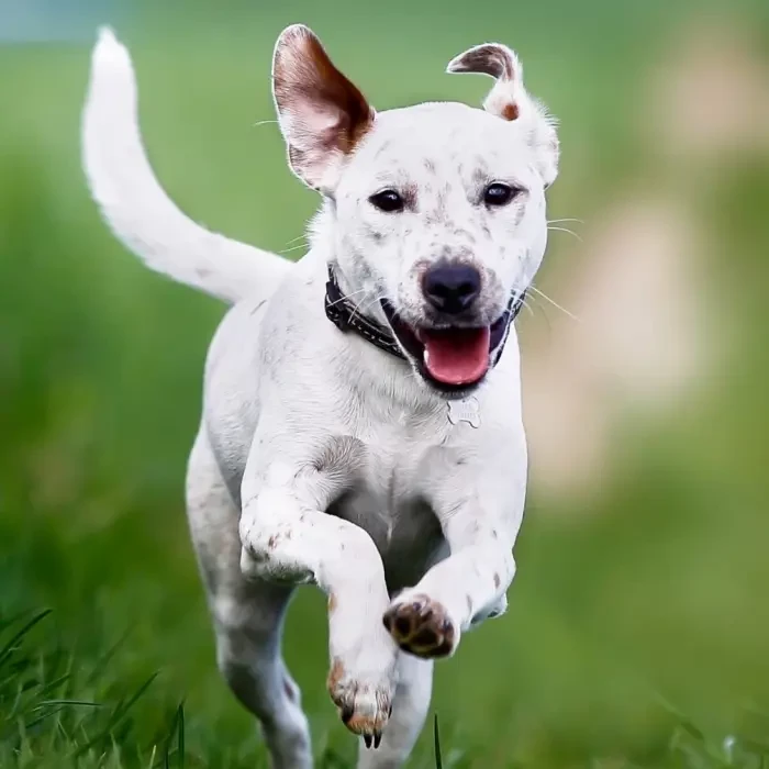 A dog running on the grass field
