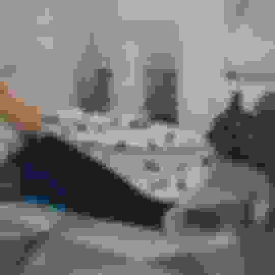 My Dog Pees Next to the Pee Pad Instead of On the Pad! What To Do