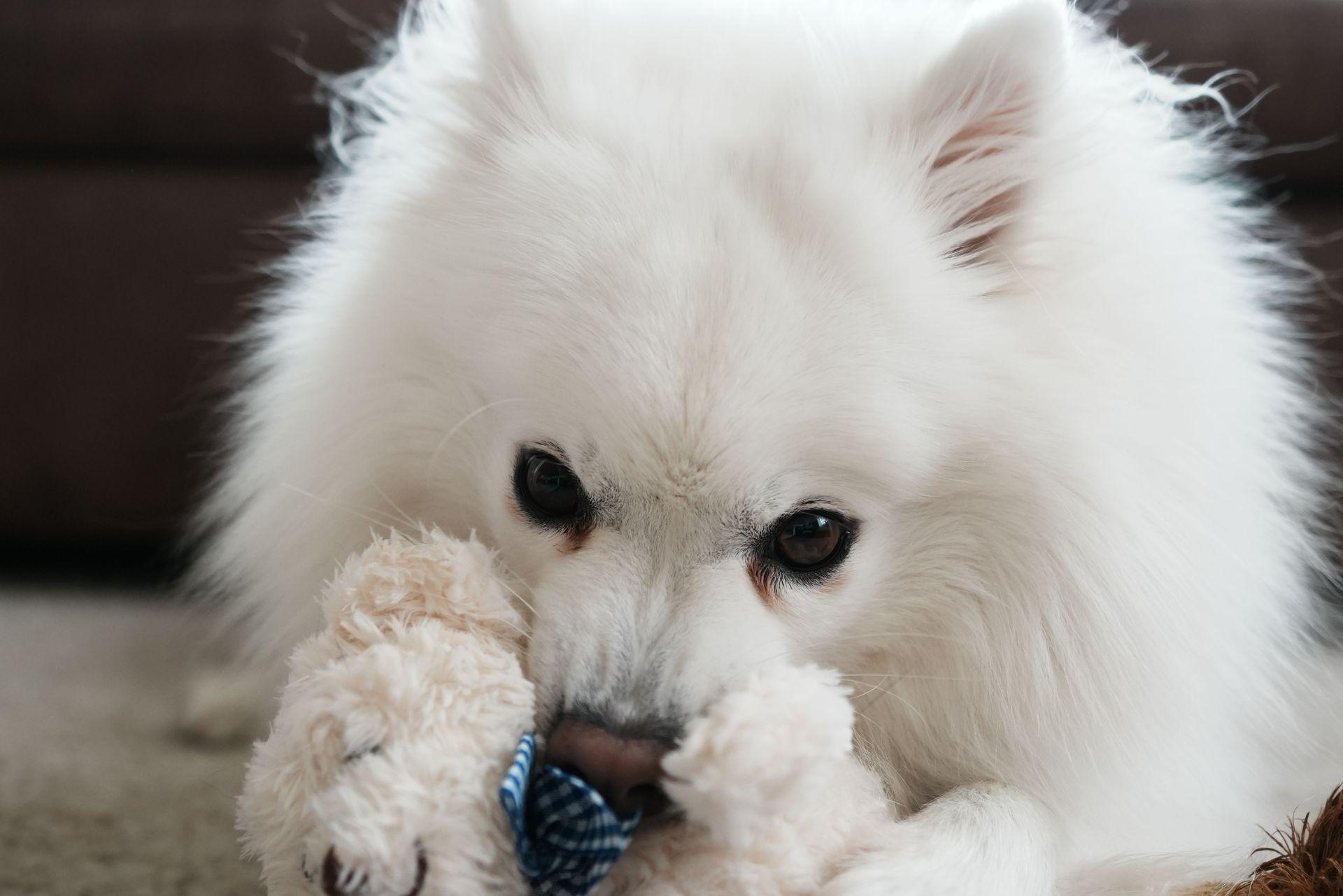 Cute Japanese Spitz happily chews on a toy