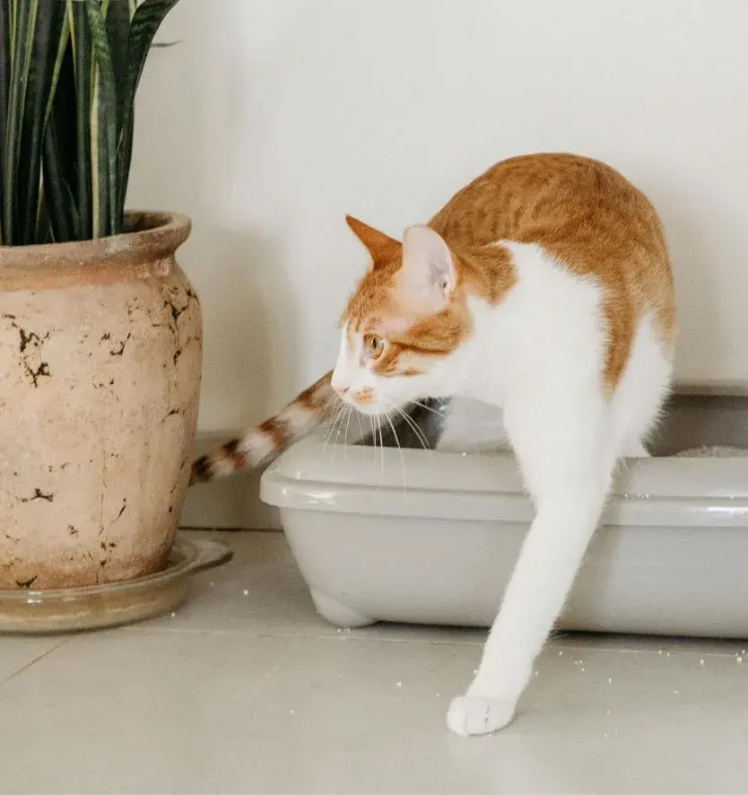 A cat stands on a litter box, surveying its surroundings in a cozy, designated cat space.