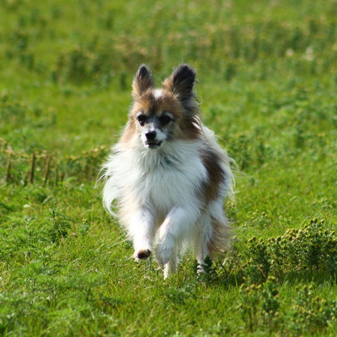 Papillon running through field with ears pinned