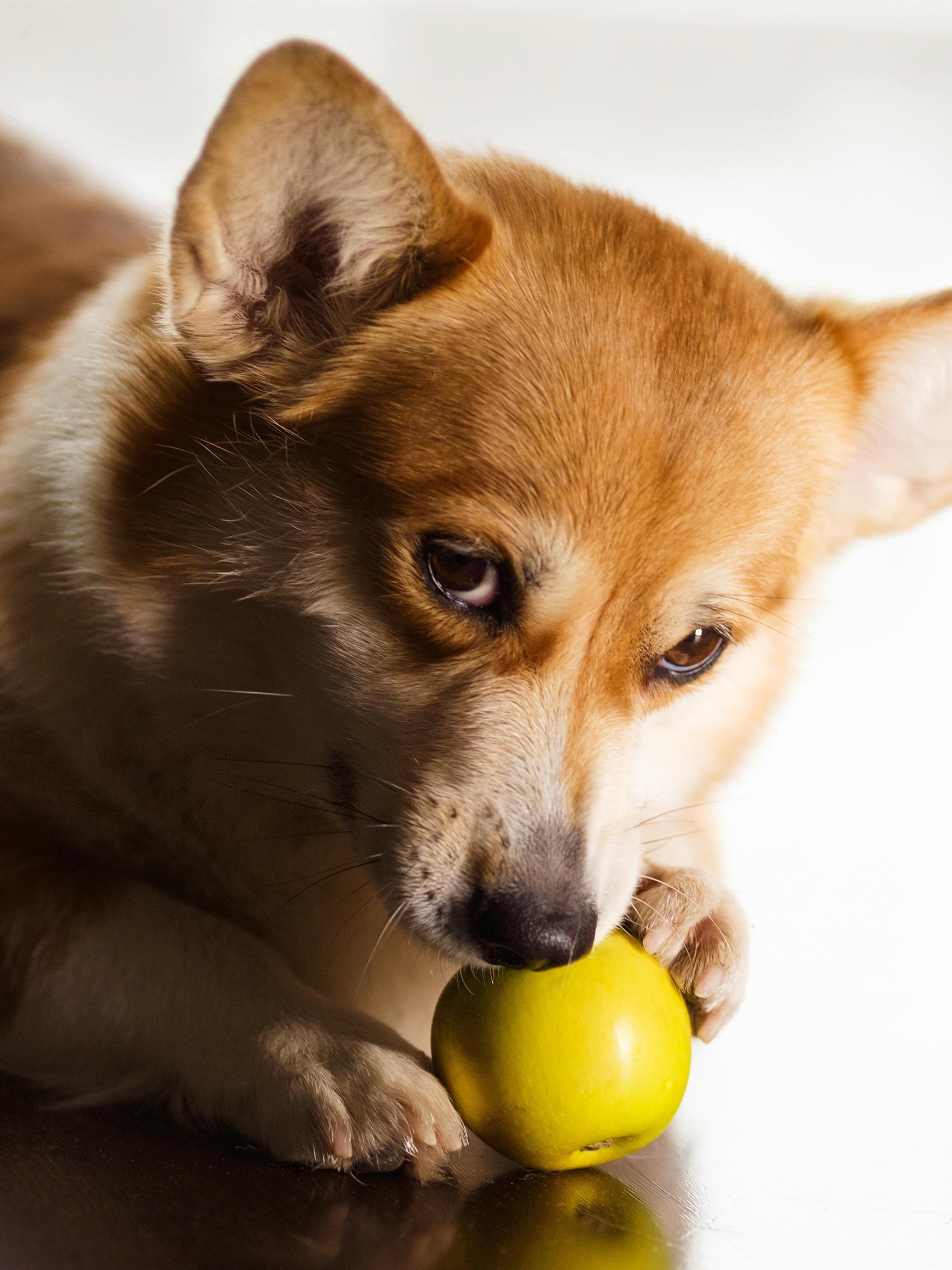 Funny red-white corgi eats a green apple on floor at home. The dog gnaws at an apple funny, this is her favorite fruit.