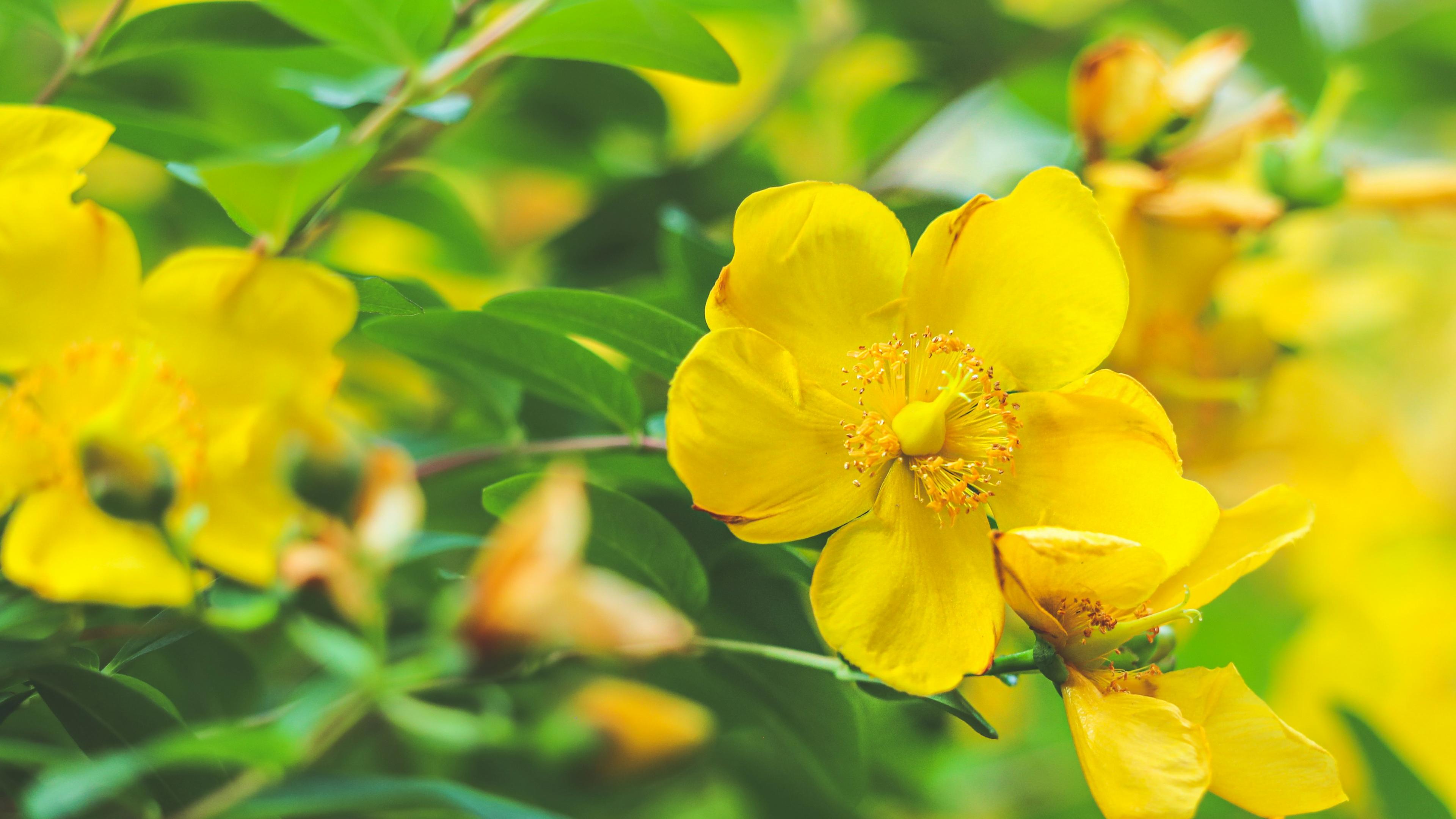 Close up of yellow St John's Wort flowers with green leaves.
