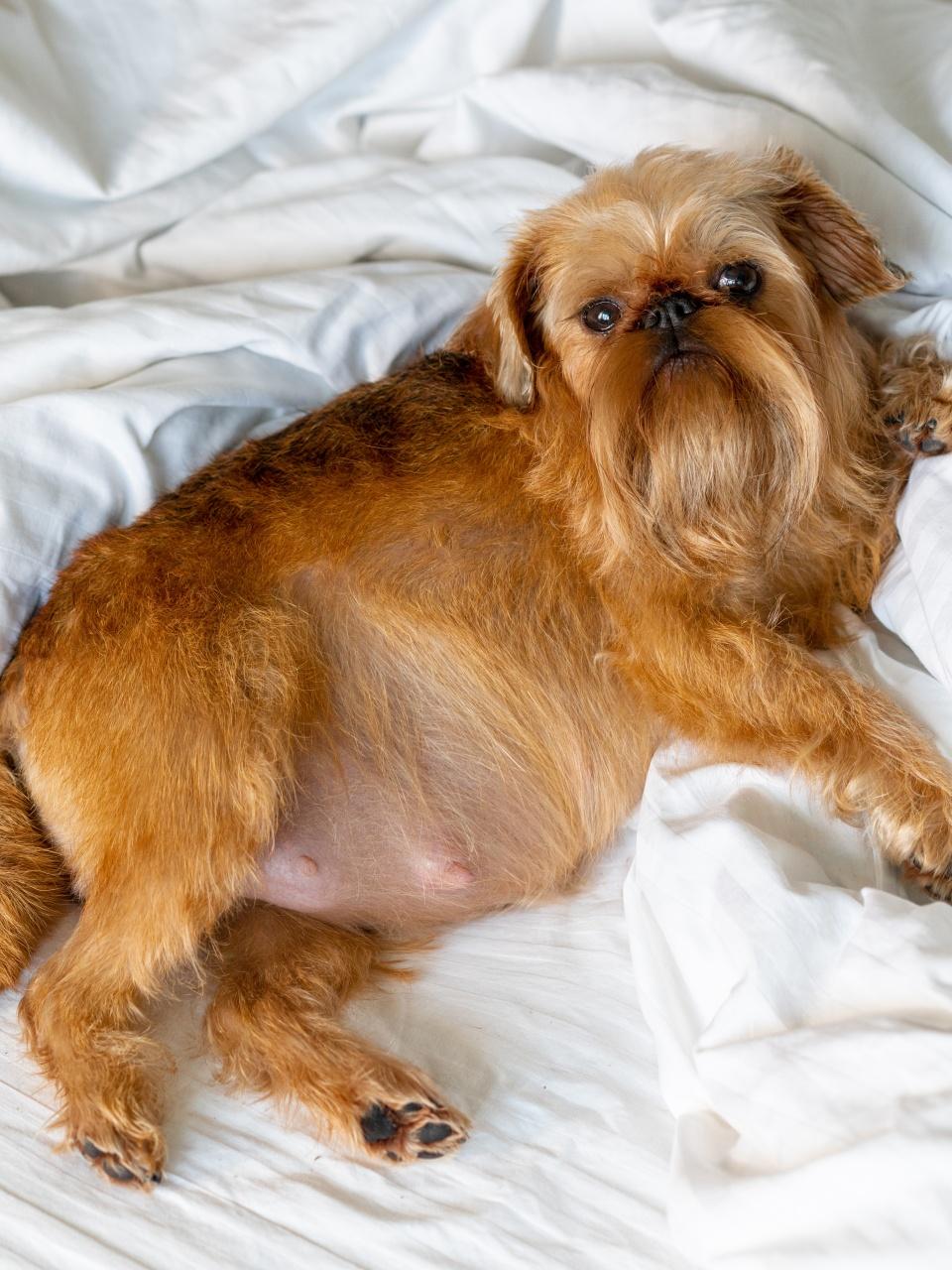 A small reddish-brown shaggy dog lies on white bedding with a rounded belly, gazing up at the camera with a gentle, curious expression.