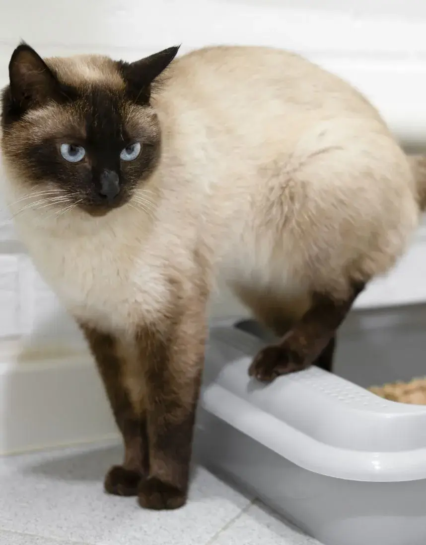 A Siamese cat stands on a litter box, showcasing its distinctive coat and striking blue eyes.