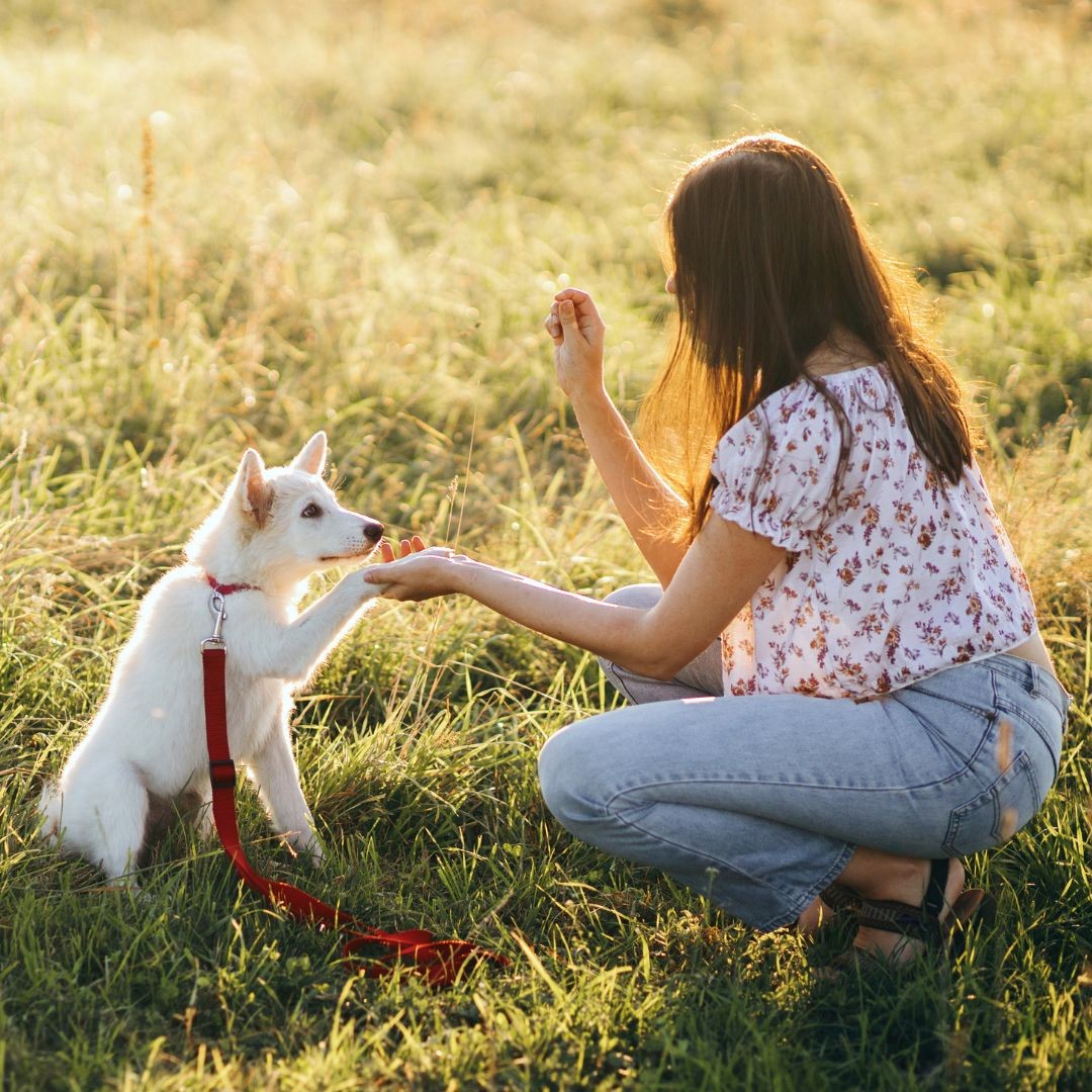 Woman teaching puppy to give paw