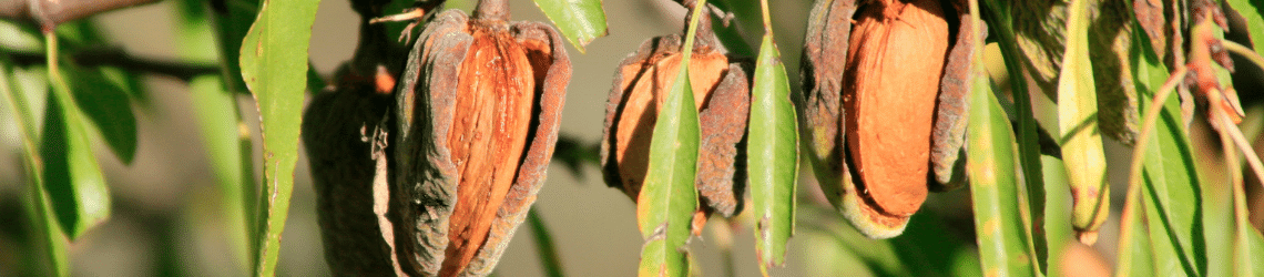 Teraganix almond seedling growth case study em-1