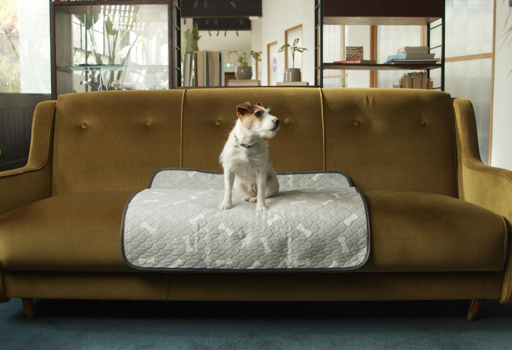 How to Train an Older Dog to Use Pee Pads Potty Buddy Potty Buddy™