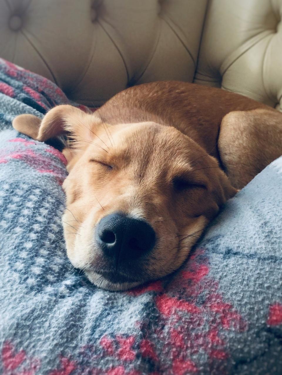 Puppy dog sleeping on the couch on the legs of his owner in a blanket.
