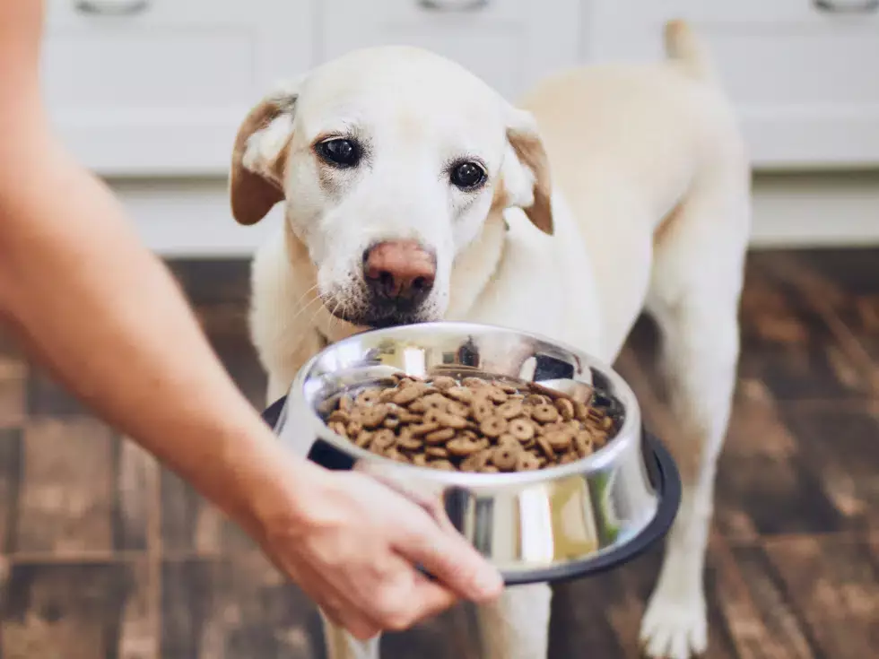 Selvita Dog Given Dog food