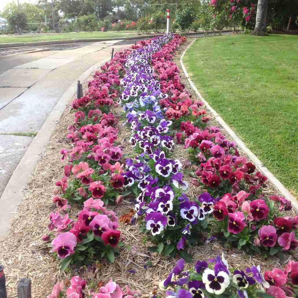 Anthony McMillan from McMillans Lawns uses the Power Planters to plant 5700 Petunias fast!
