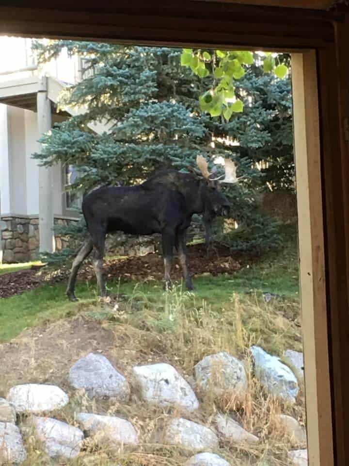large moose in backyard saltwrap