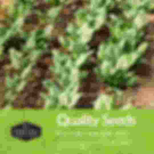 Quality non-hybrid heirloom green vegetable seeds