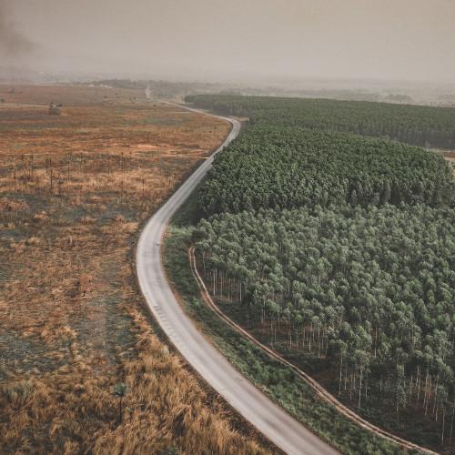 a road running through what used to be an entire forest. the left side is now gone due to deforestation.