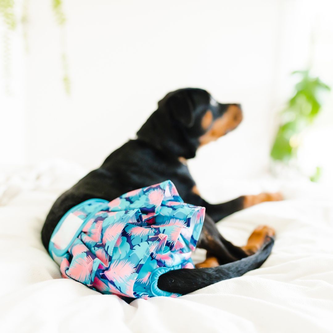 Female dog in diaper skirt