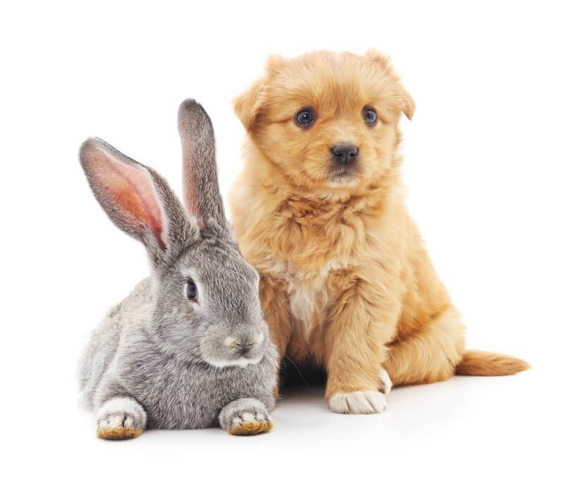 rabbit and puppy dog
