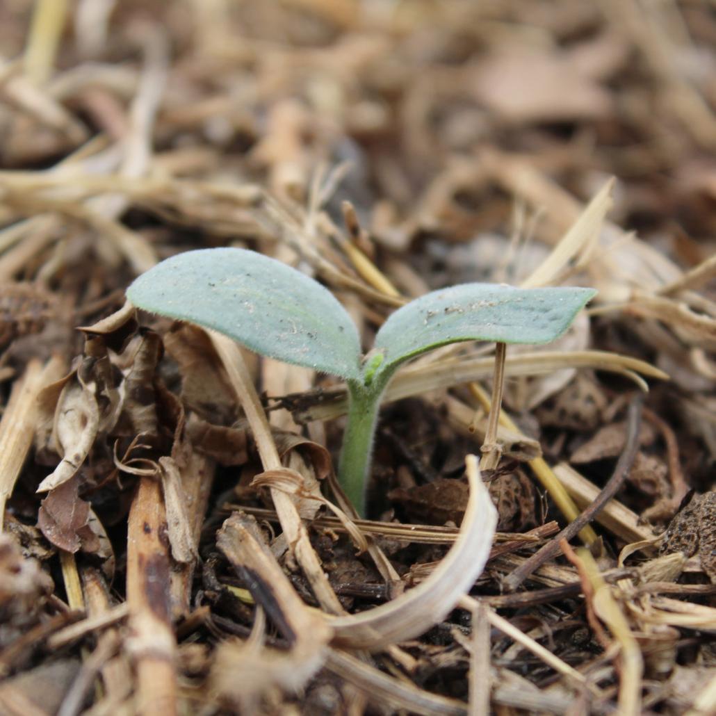 butternut squash coming through in our garden. regeneration is possible on ant land 