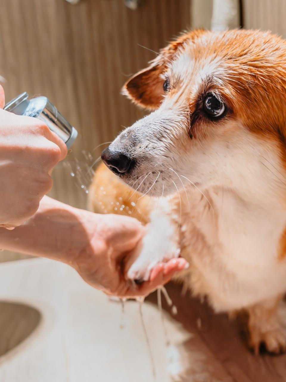 Owner washing dirty corgi paws after walk, dog stands wet and calm, grooming routine, pet cleaning