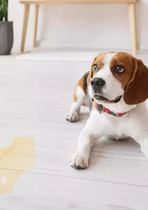 how to potty train an older dog