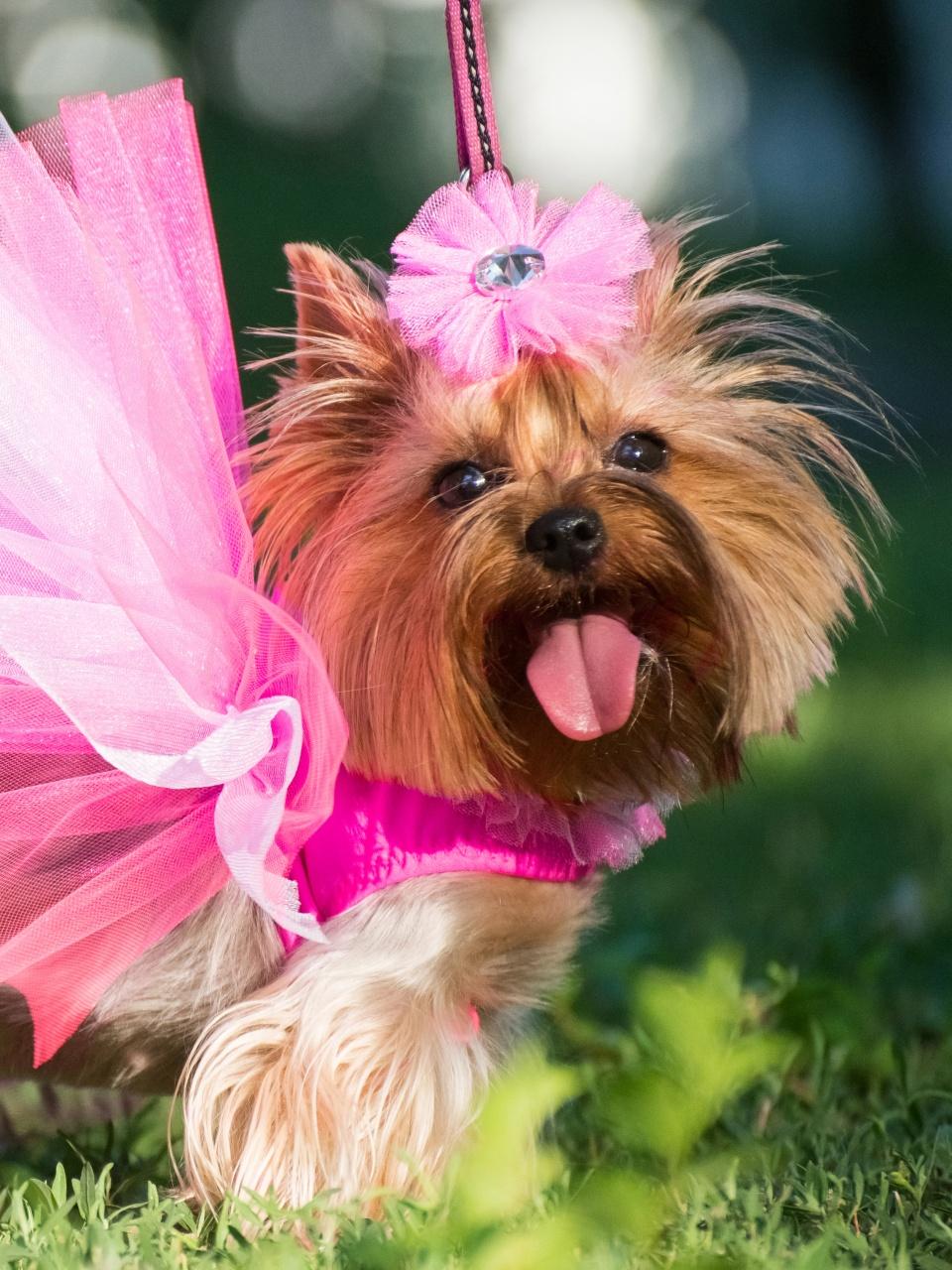 a dog in a wedding dress posing outdoors