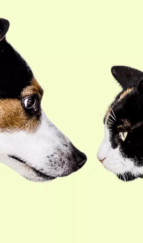 face-to-face introductions for cats and dpgs