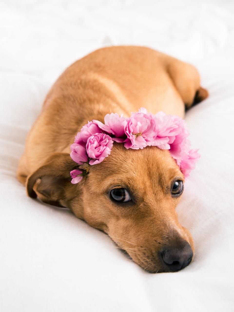 A small tan dog rests on a white bed wearing a sweet pink flower crown.
