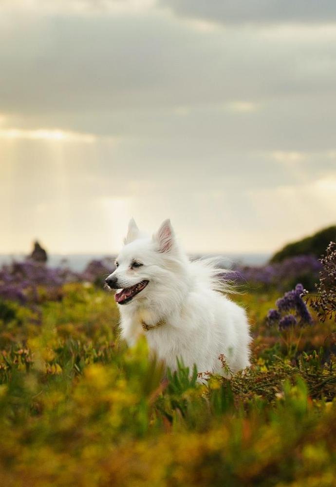 American Eskimo Dog