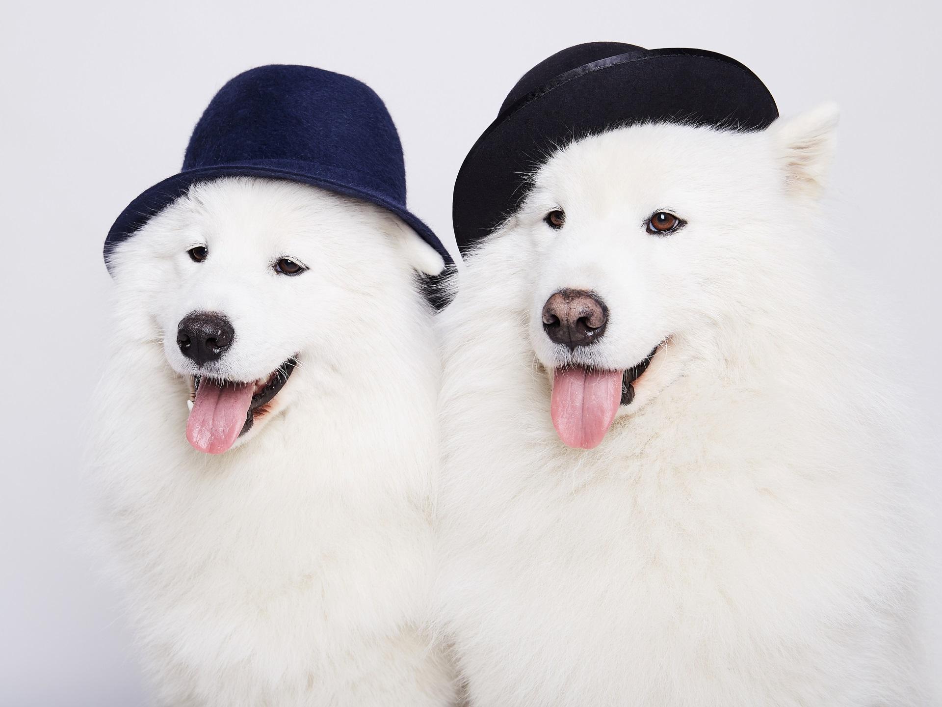 Cute white doggy family: funny couple of dogs in hats
