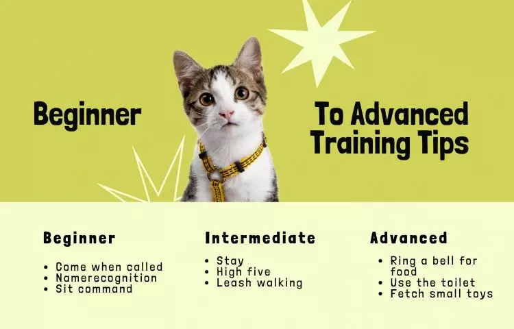 Beginner to advanced cat training tips