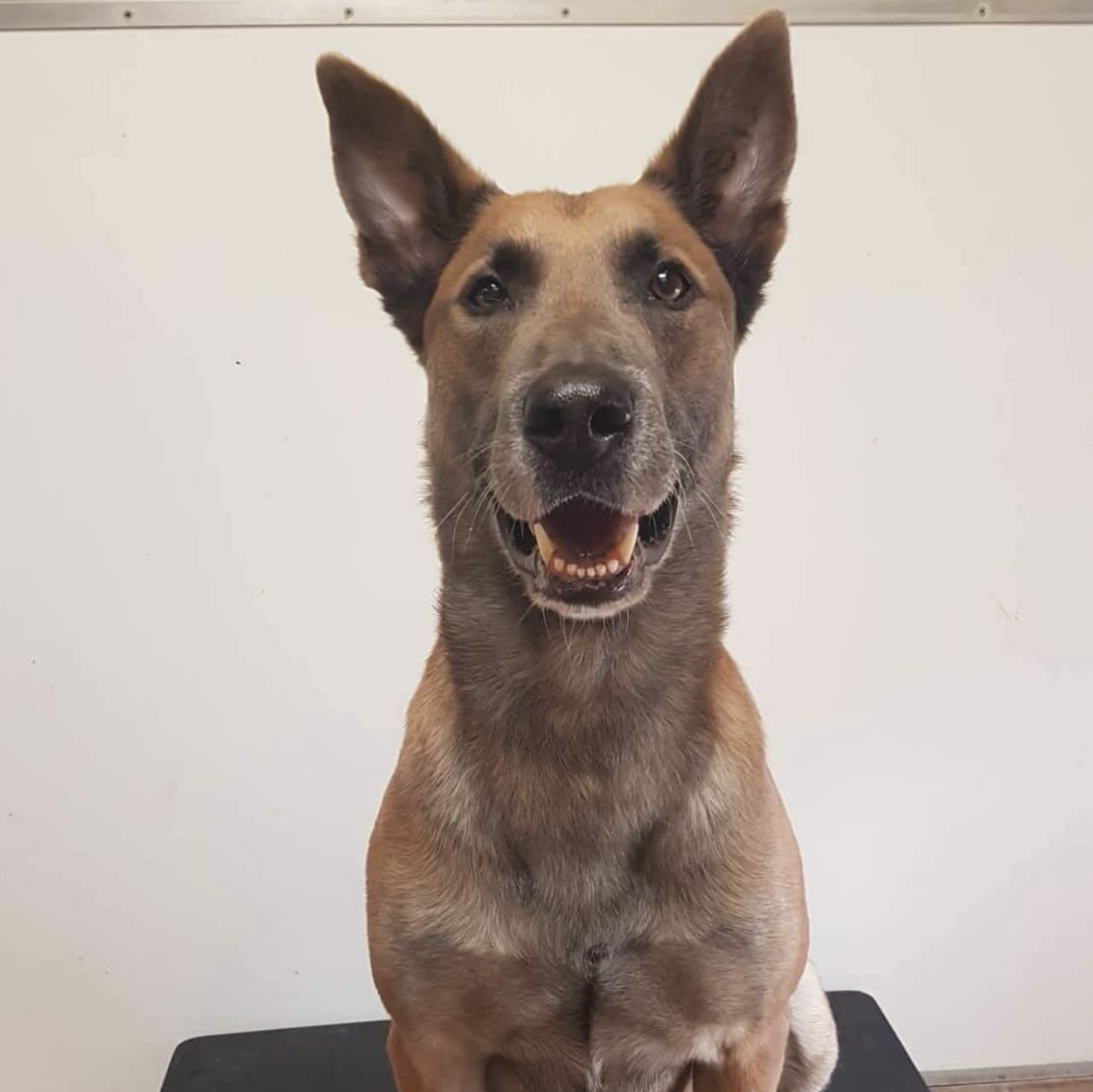 mwd nninja