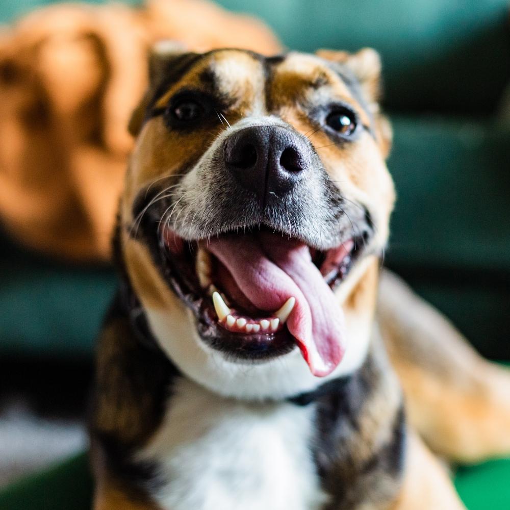Happy tricolor bulldog rescue pitbull mutt looking at camera with big smile and tongue hanging out