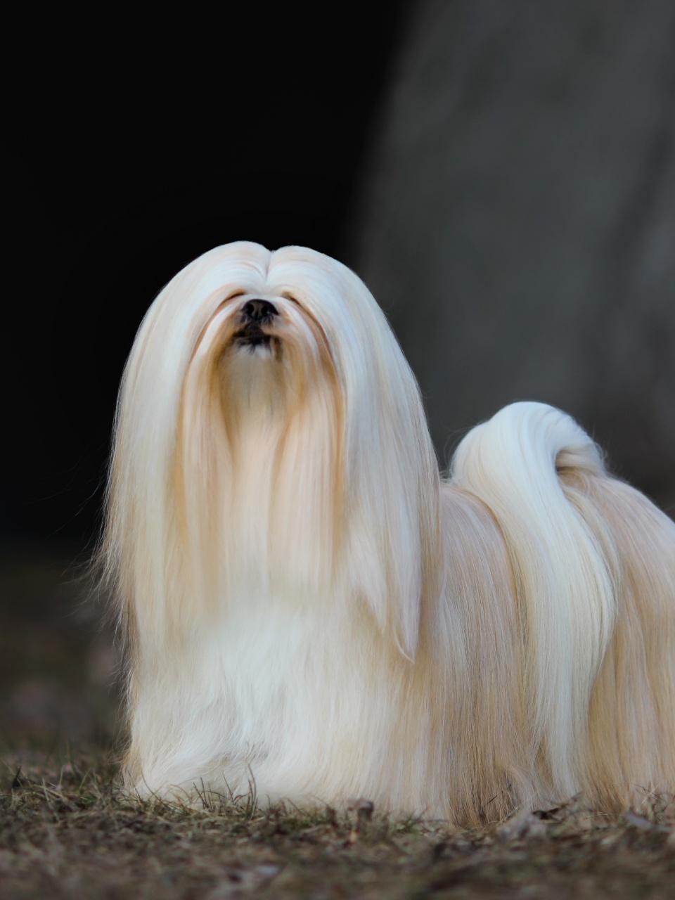 Lhasa Apso Dog