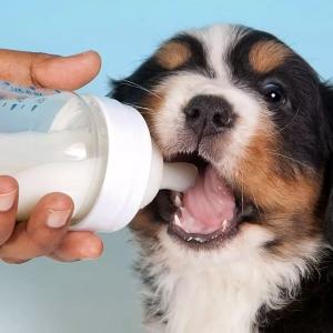How Often Should Puppies Pee?