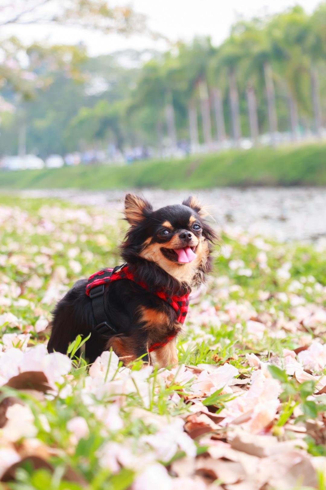 Small female dog, Black Chihuahua in flower garden