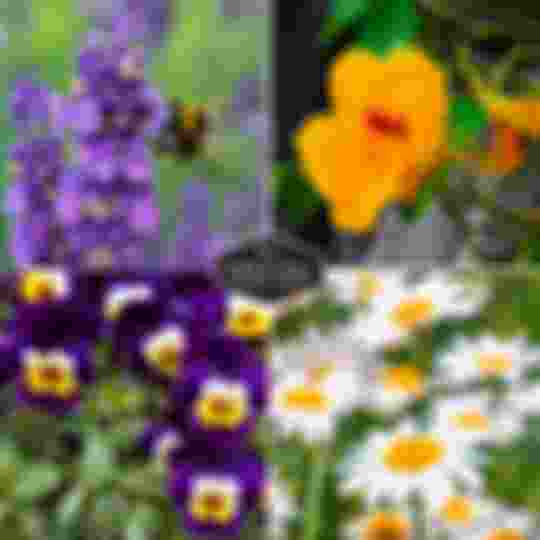 lavender, nasturtium, pansy and chamomile