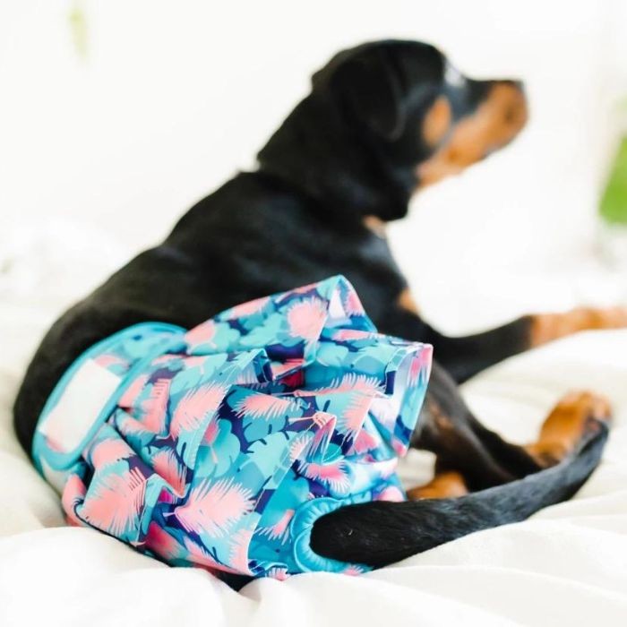 Female dog wearing diaper skirt