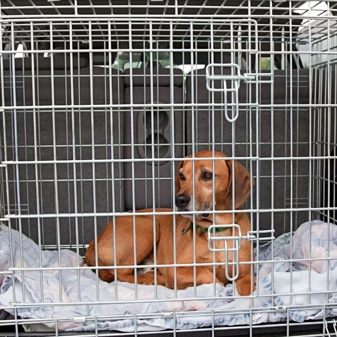 Dog lying down in crate in car