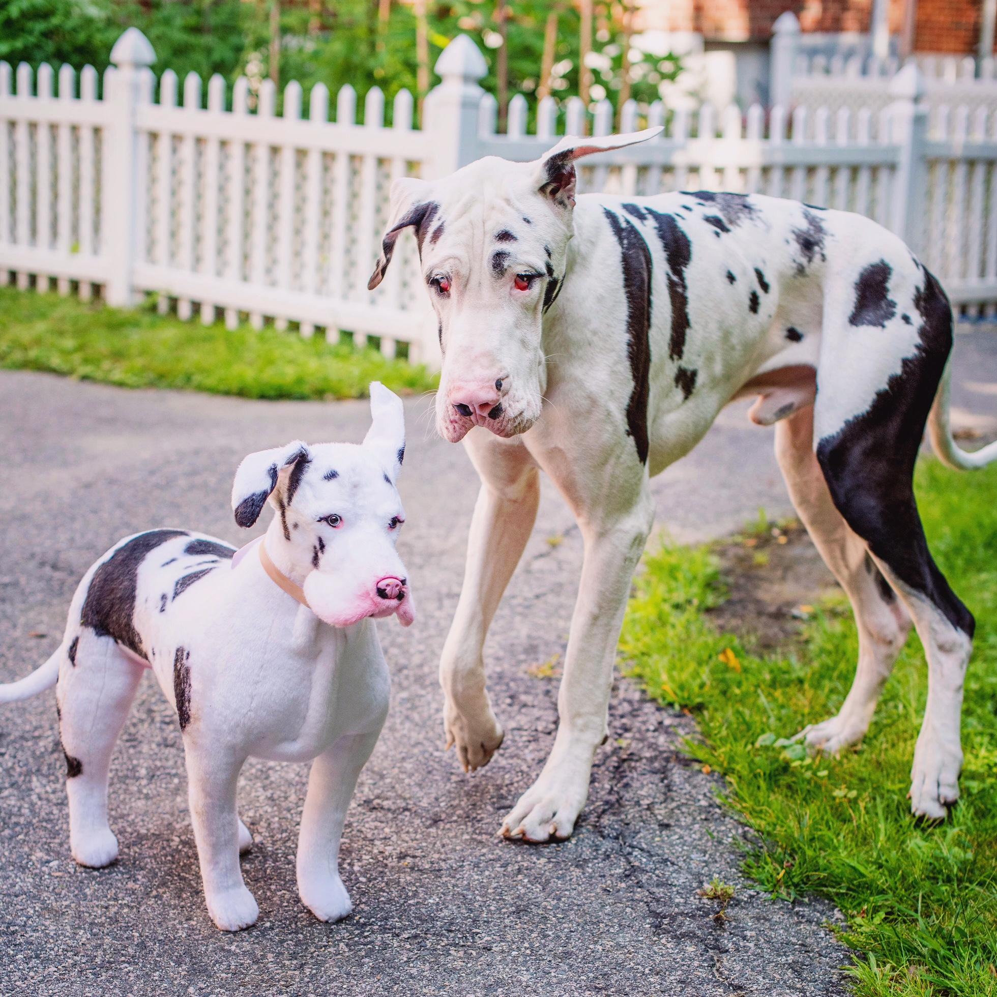 Dog Plush Clone