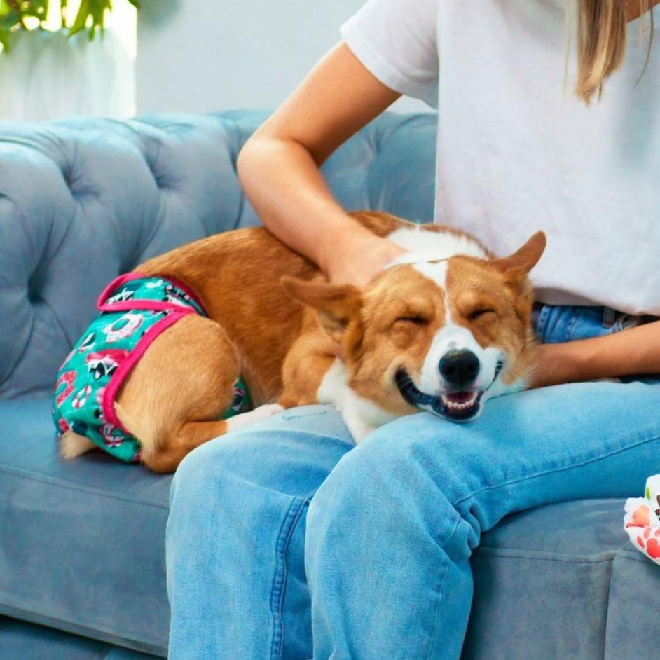 Do Dog Diapers Work? Potty Buddy™