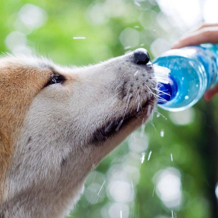 Dog drinking from water bottle