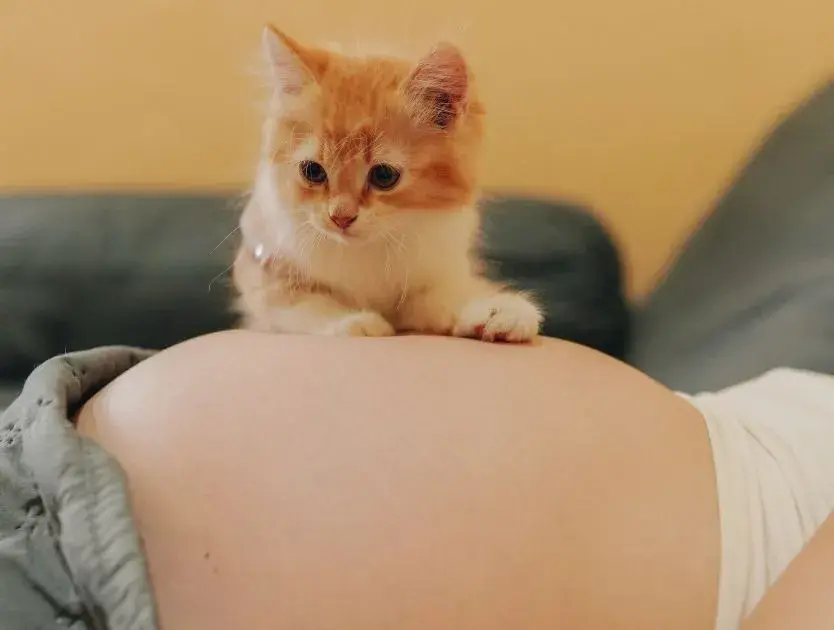 A cat comfortably resting on the belly of a pregnant woman, symbolizing the bond between pets and expectant mothers.