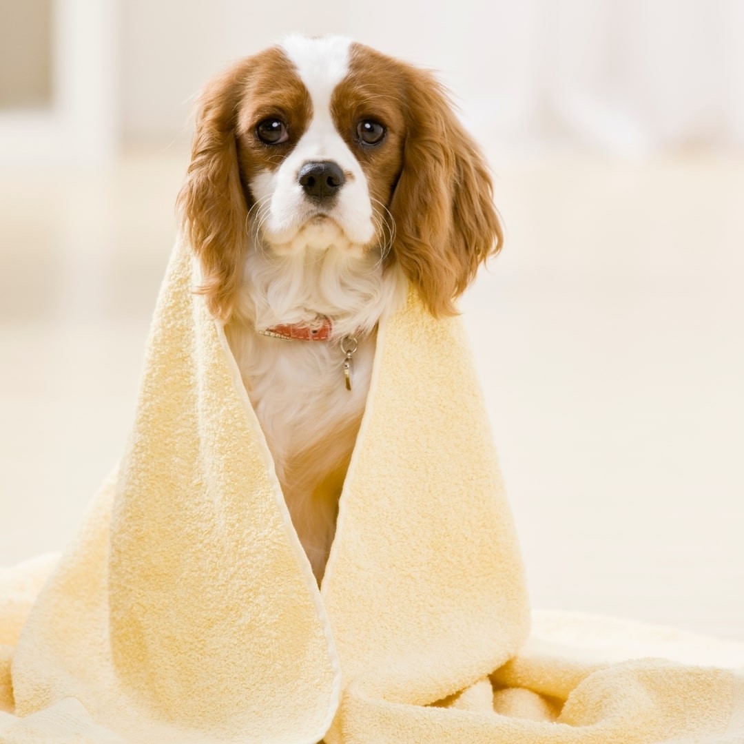 Dog wearing a yellow towel