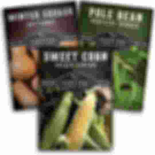 3 packets of heirloom vegetable seeds - squash, beans and corn