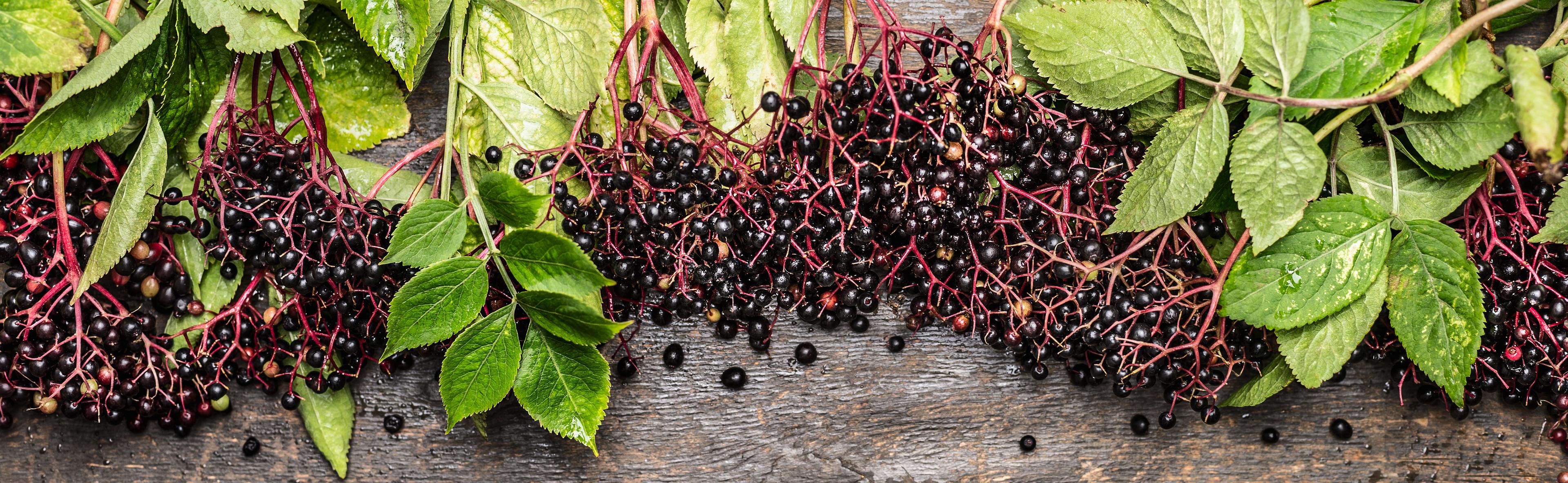Dark colored elderberry berries on purple colored branches with leaves on a wooden table
