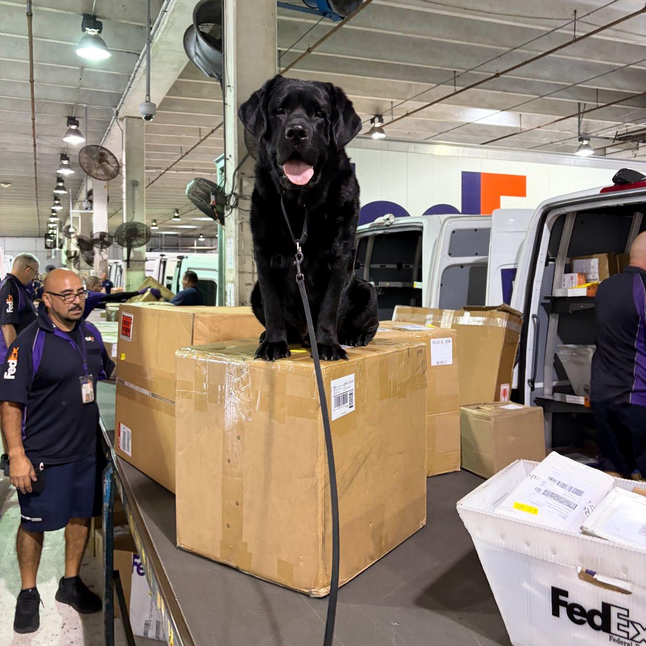 k-9 higgenz on box