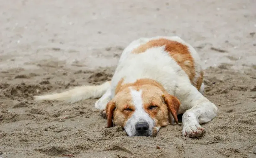 A dog lying in the sand on a beach, appearing lethargic, possibly at risk of heatstroke.