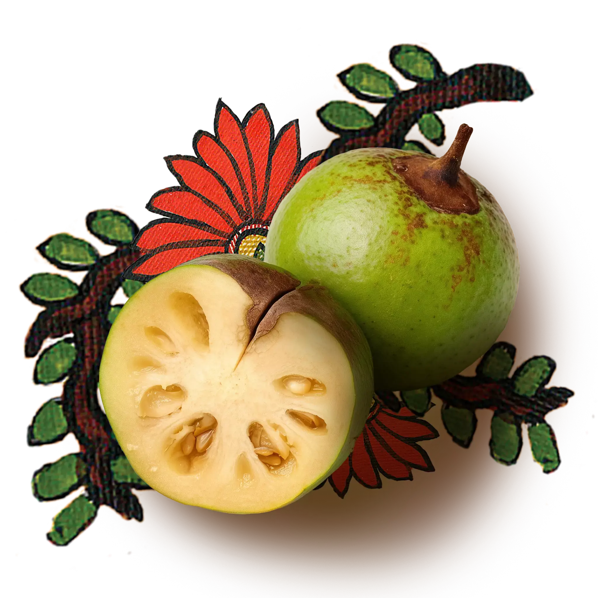 Stone Apple: