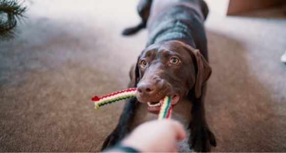A brown dog tugging on a colourful rope