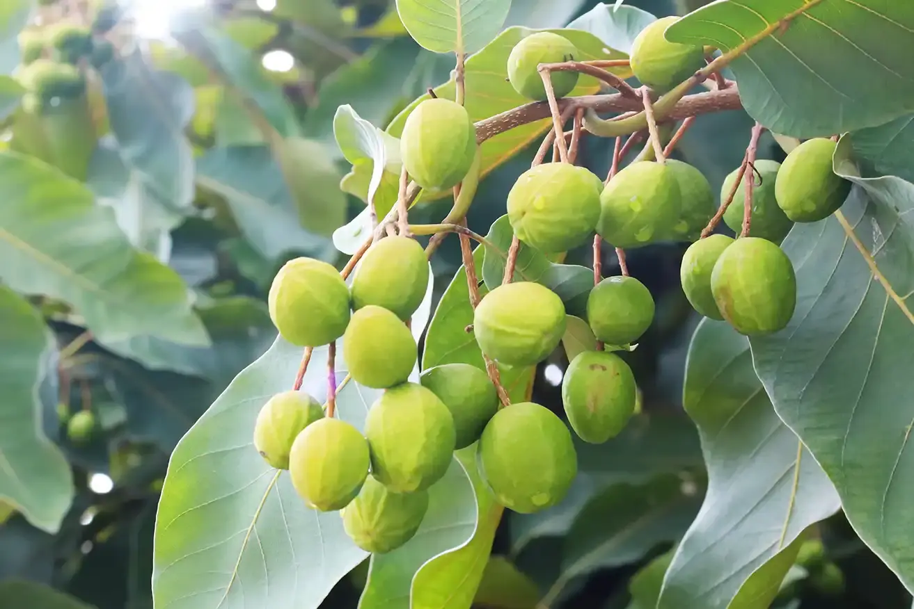 Terminalia Bellirica (Beleric Myrobalan) Fruit Extract
