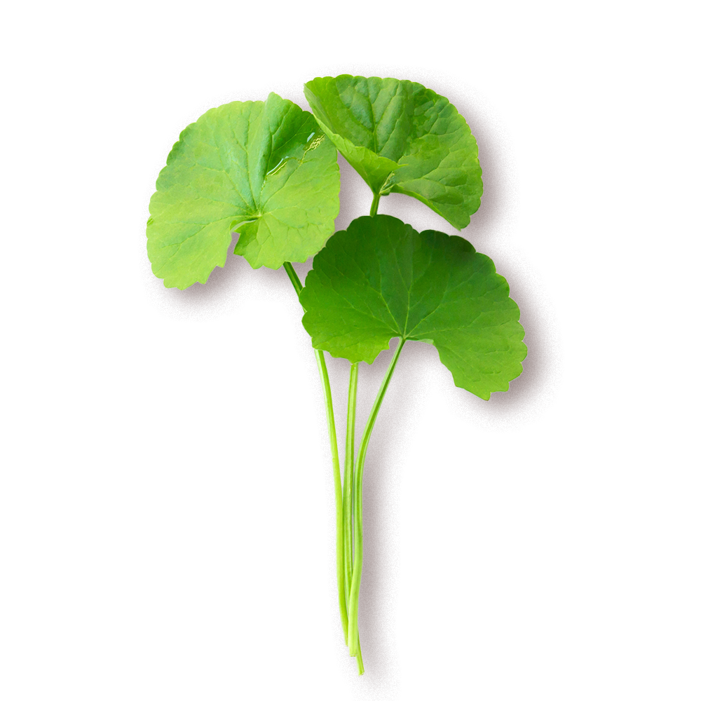 Gotu Kola